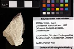 Foto (Objket + Etiketten) von Goniodromites bidentatus (Reuss, 1858) 